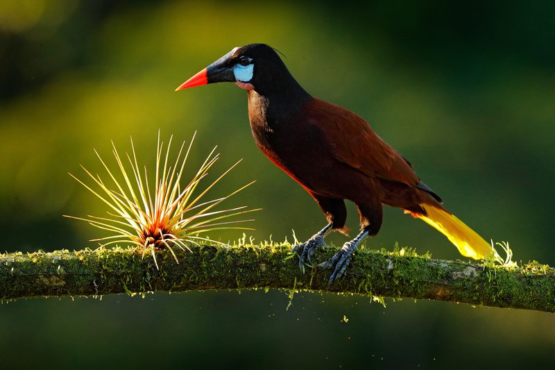 kostaryka-atrakcje-ptak-wyrusz-w-zyciowa-podroz-soul-travel