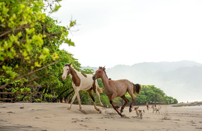 kostaryka-wycieczka-plaza-santa-teresa-konie-wyrusz-w-zyciowa-podroz-soul-travel