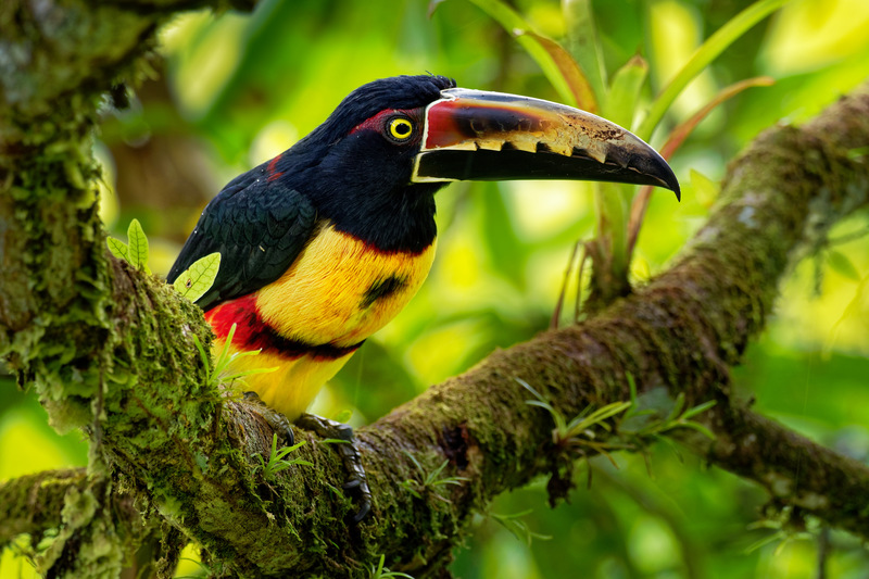zielona-kostaryka-przyroda-ptak-soul-travel