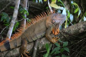 gwatemala-wyprawa-kobieca-iguana-wyrusz-w-zyciowa-podroz-soul-travel