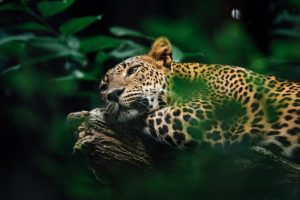 kostaryka-wycieczka-jaguar-wyrusz-zyciowa-podroz-soul-travel