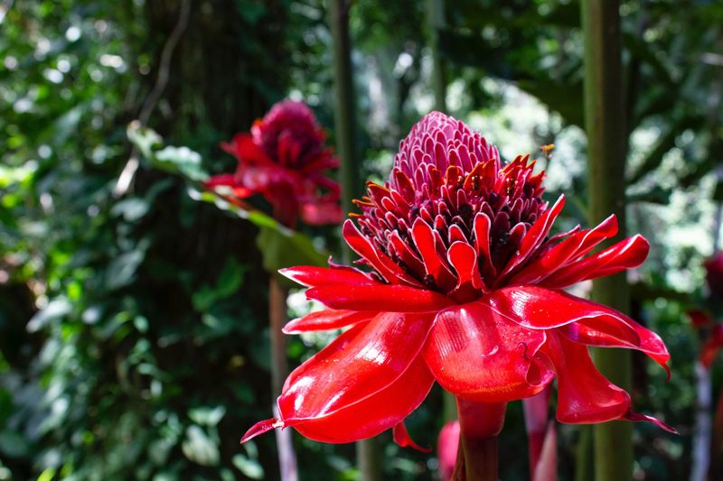 kostaryka-wycieczka-kwiat-orchidea-wyrusz-w-zyciowa-podroz-soul-travel