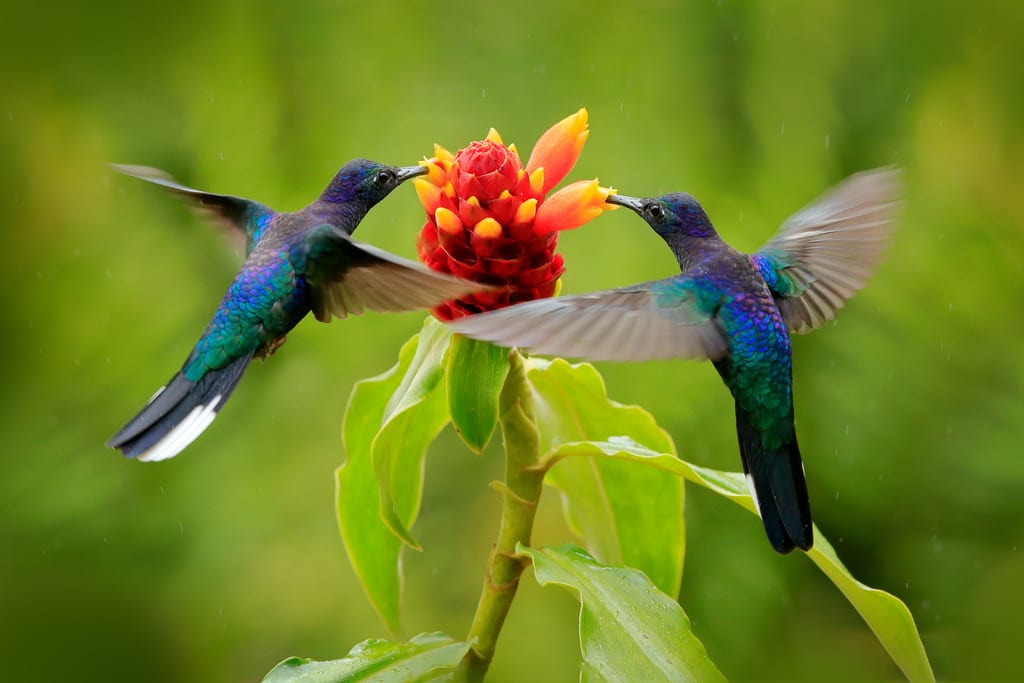 odpowiedzialne-podroze-kolibry-wyrusz-w-zyciowa-podroz-soul-travel