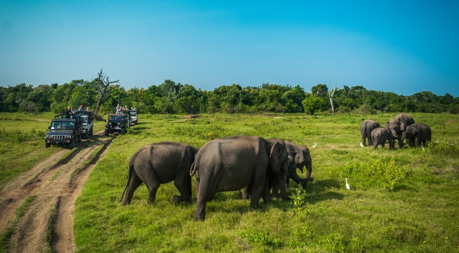 wyjazdy-motywacyjne-dla-firm-slonie-safari-soul-travel