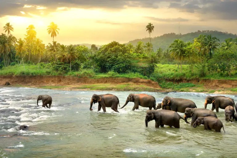 Elephants in river