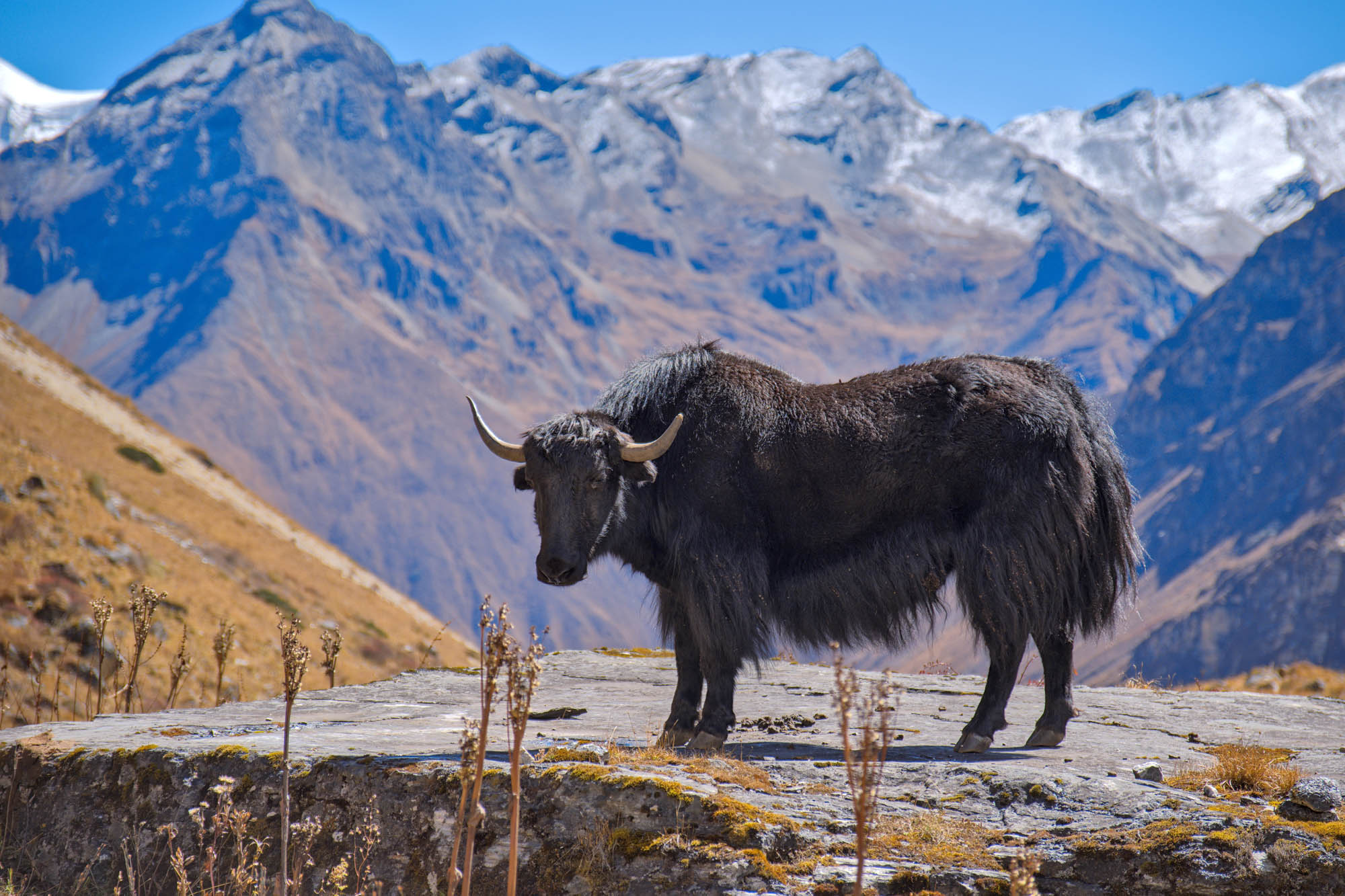 trekking w himalajach bhutanu, jak na tle gór