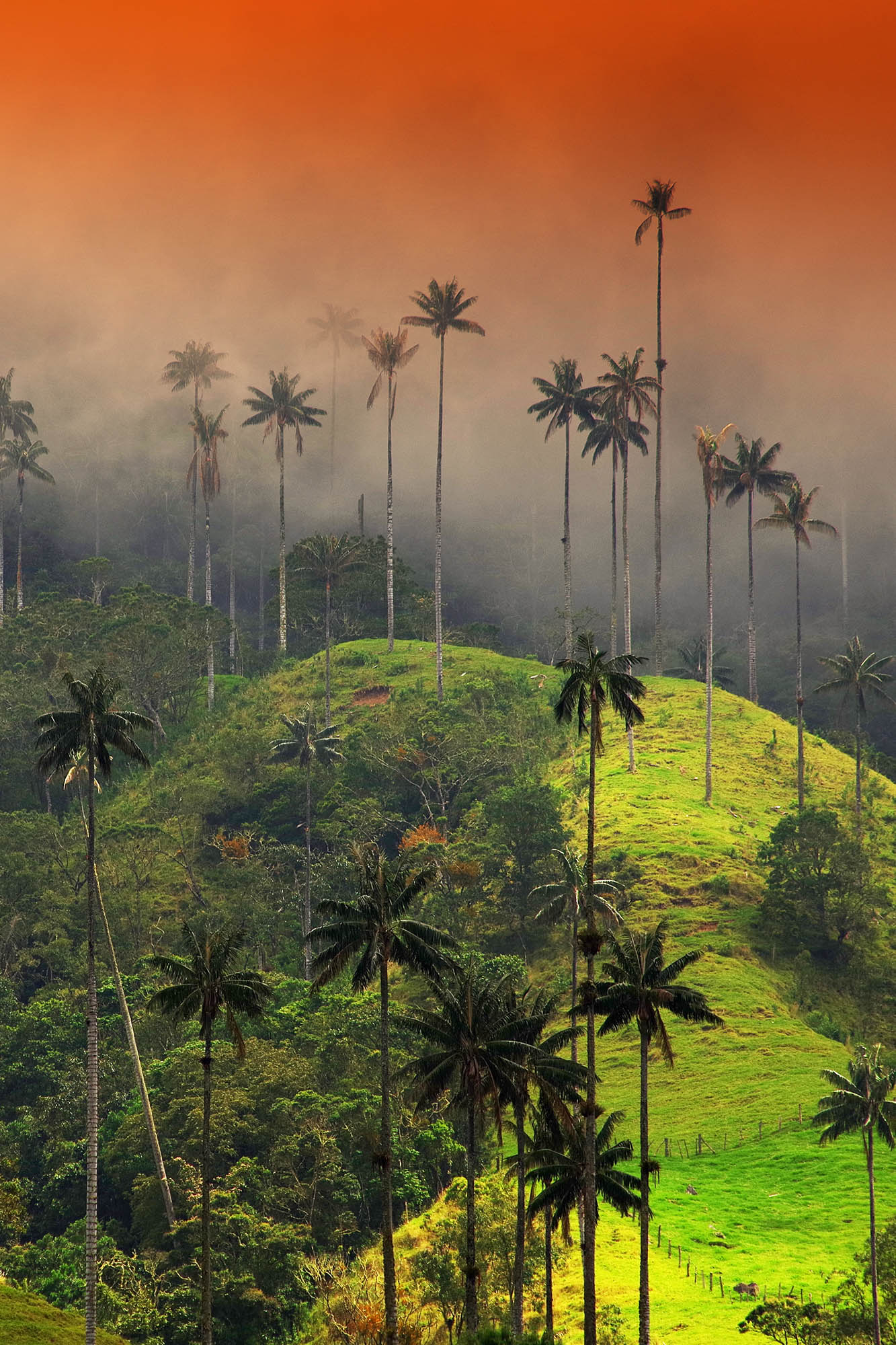 Wycieczka do kolumbii, dolina Cocora