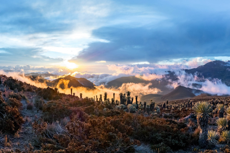 Volcano Tolima in Los Nevados National Park with beatyful vegetation frailejones (Espeletia) expedition with view from basecamp, Colombia