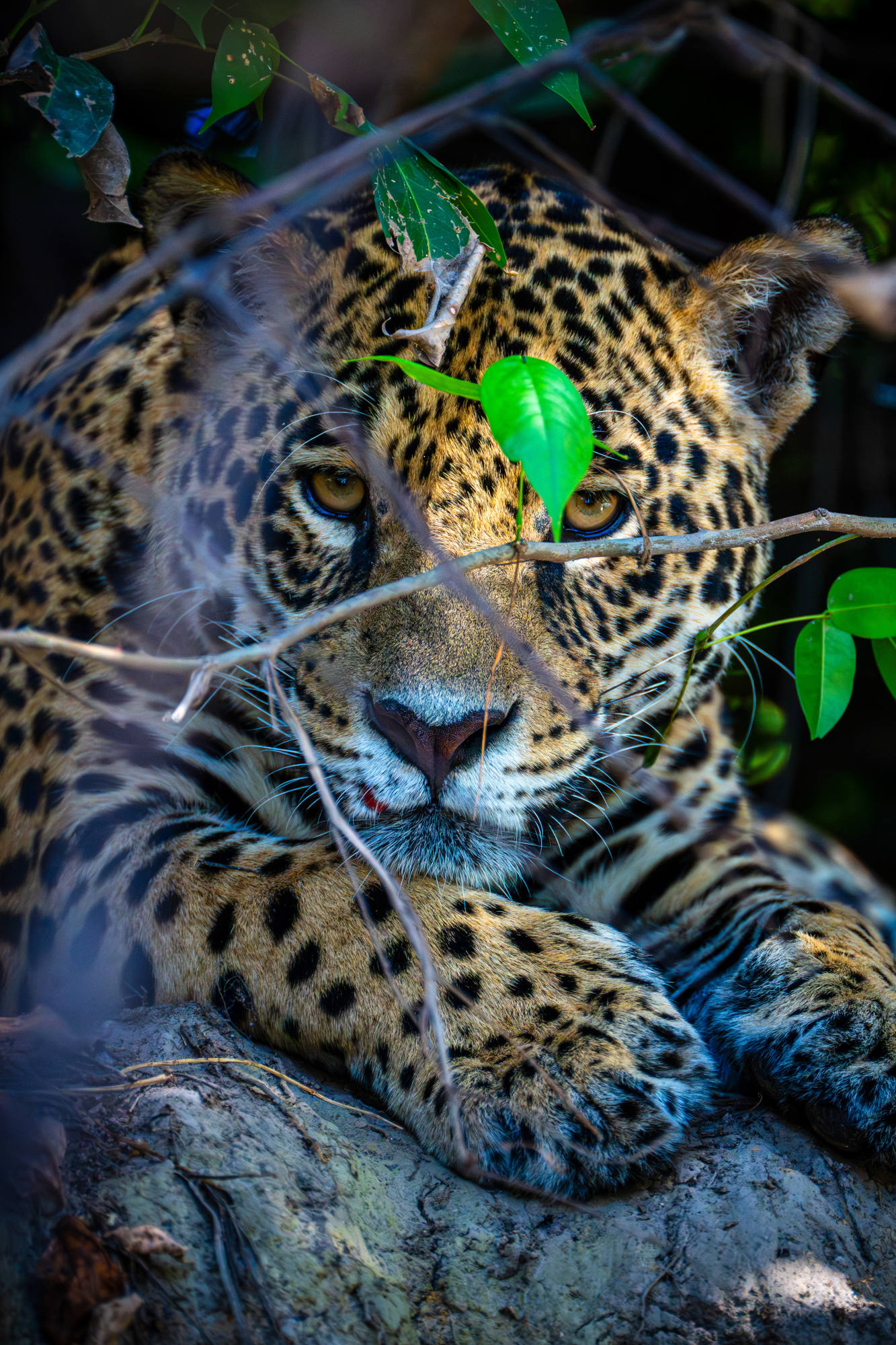 brazylia_pantanal_jaguar_portrer
