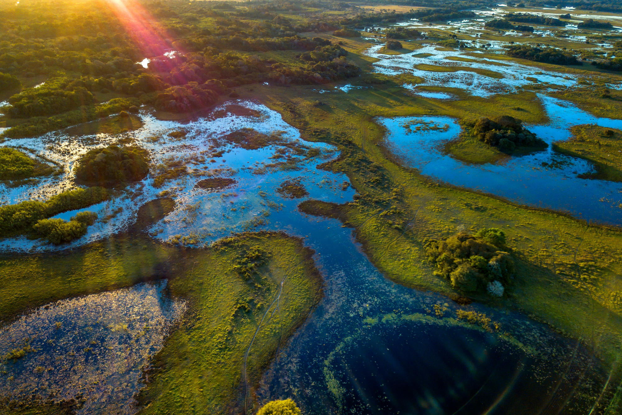 brazylia_pantanal_zlotuptaka